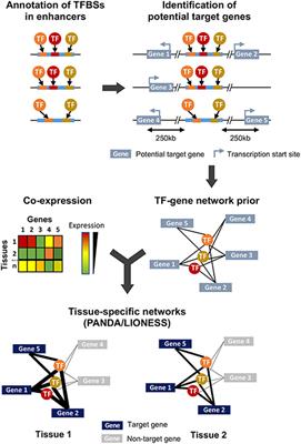 Identification of Key Tissue-Specific, Biological Processes by Integrating Enhancer Information in Maize Gene Regulatory Networks